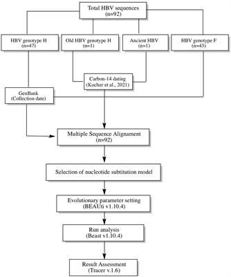 Tracing the evolutionary history of hepatitis B virus genotype H endemic to Mexico